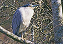 Nycticorax nycticorax